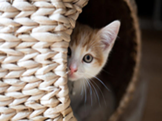 Why Cats Love Den-like Beds