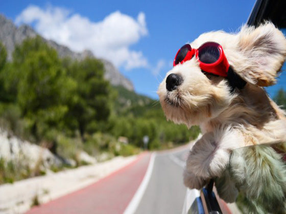 Best Day Trip Checklist For Your Pet
