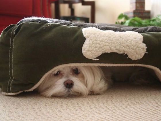 Reasons Why Dog Beds Should Resemble Dens